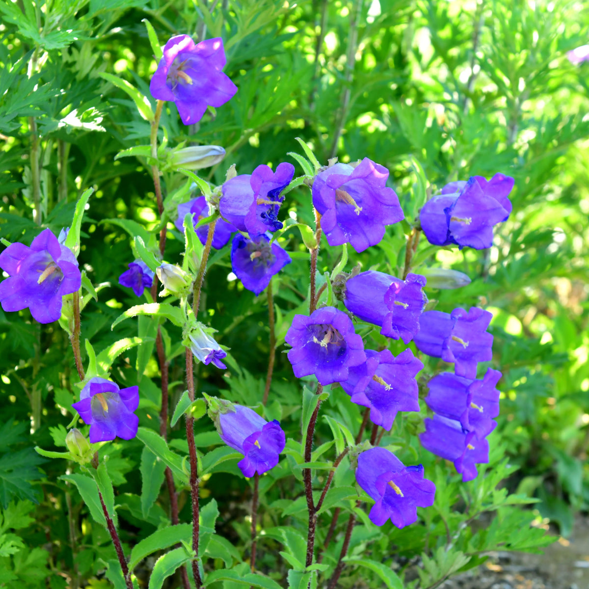 20s| Campanula pyramidalis - Bellflowers Seeds – Heirloom, Non-GMO, Easy to Grow Perennial, Perfect for Borders, Rock Gardens, Cottage Gardens, and Pollinator-Friendly Landscapes#8062