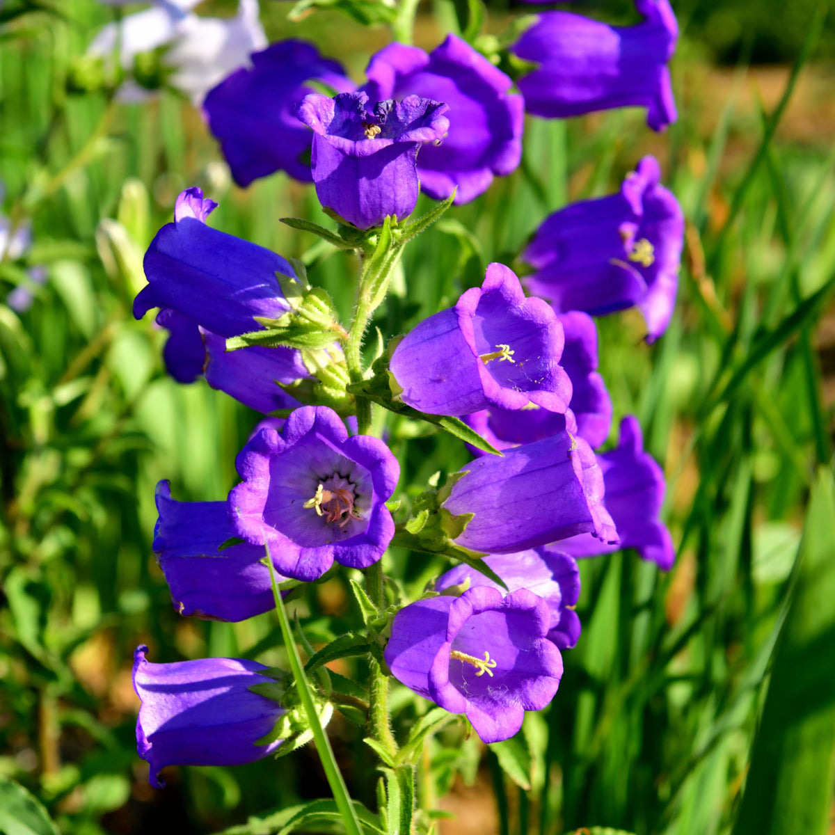 20s| Campanula pyramidalis - Bellflowers Seeds – Heirloom, Non-GMO, Easy to Grow Perennial, Perfect for Borders, Rock Gardens, Cottage Gardens, and Pollinator-Friendly Landscapes#8062