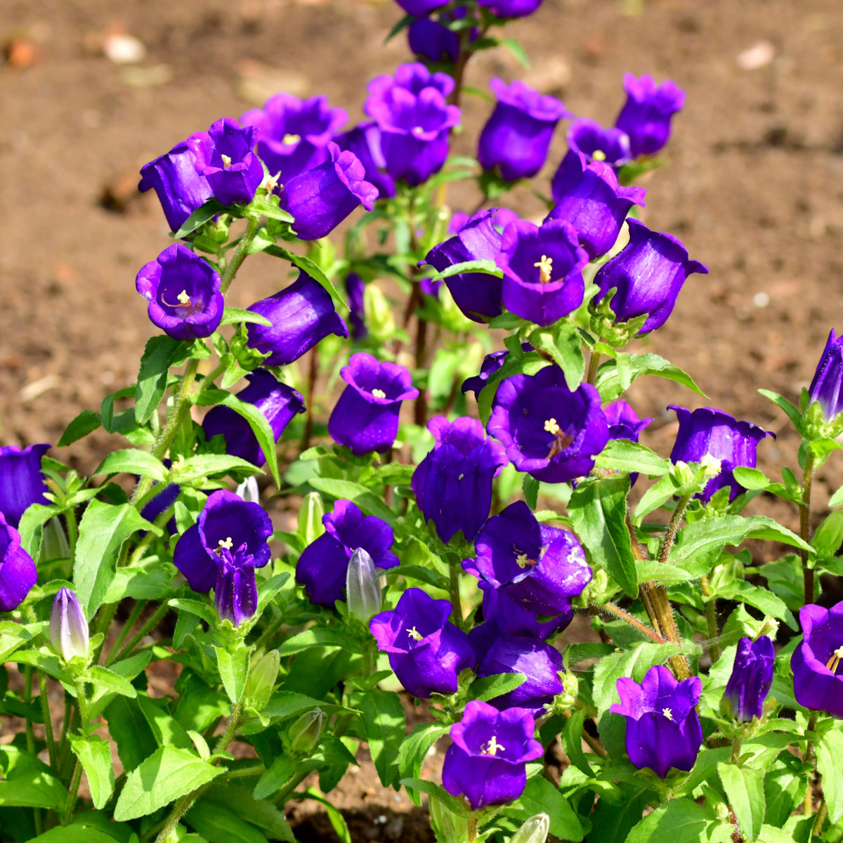 20s| Campanula pyramidalis - Bellflowers Seeds – Heirloom, Non-GMO, Easy to Grow Perennial, Perfect for Borders, Rock Gardens, Cottage Gardens, and Pollinator-Friendly Landscapes#8062