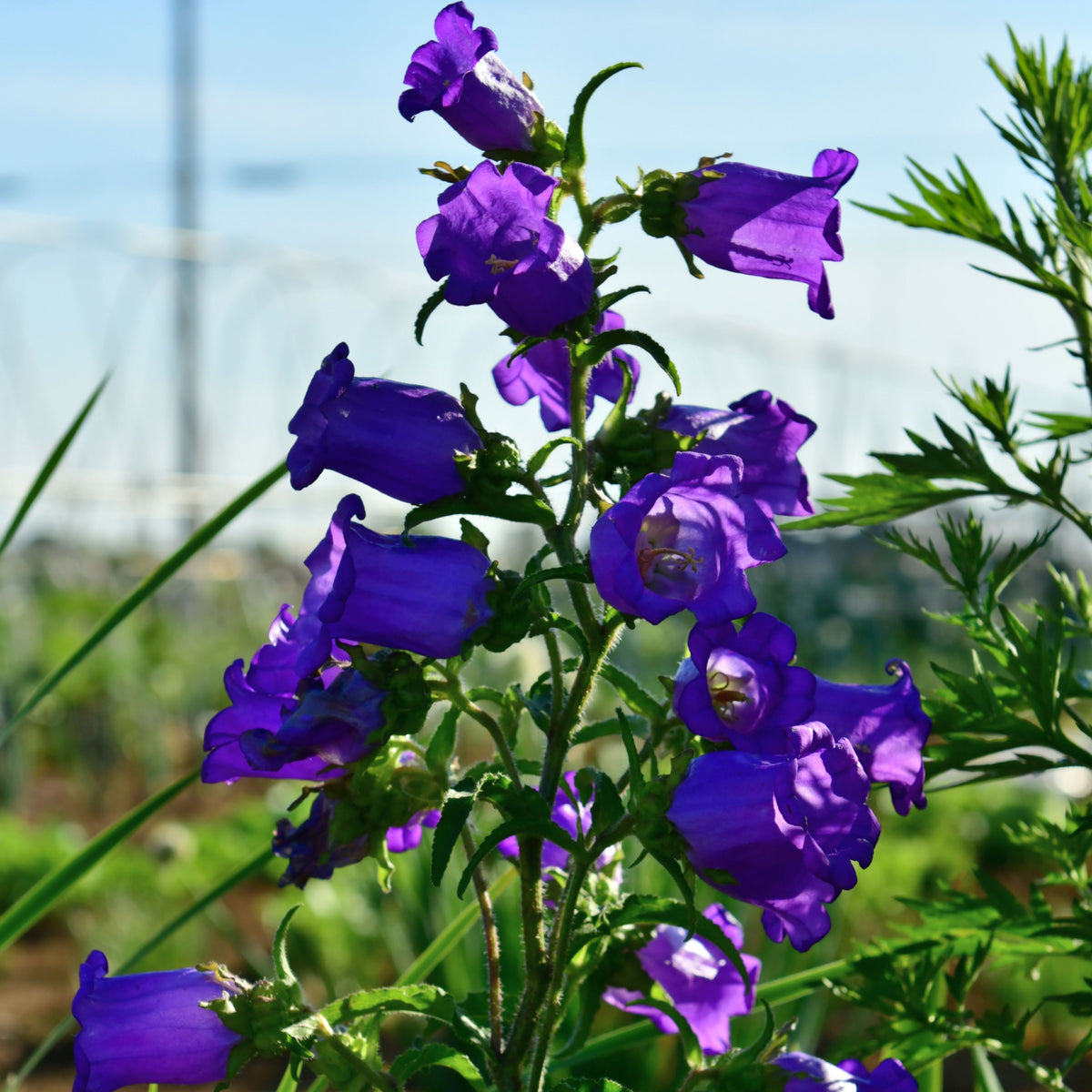 20s| Campanula pyramidalis - Bellflowers Seeds – Heirloom, Non-GMO, Easy to Grow Perennial, Perfect for Borders, Rock Gardens, Cottage Gardens, and Pollinator-Friendly Landscapes#8062