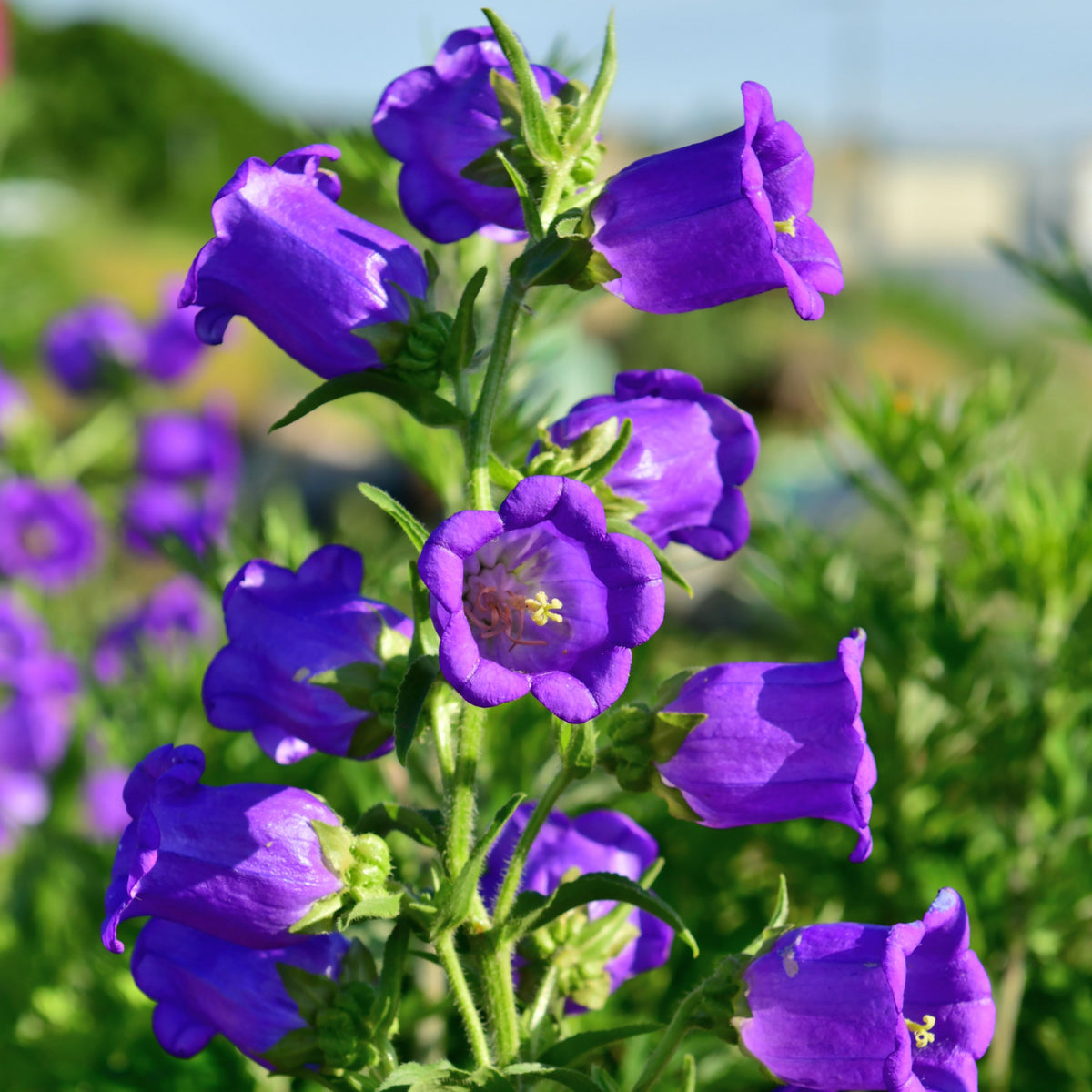20s| Campanula pyramidalis - Bellflowers Seeds – Heirloom, Non-GMO, Easy to Grow Perennial, Perfect for Borders, Rock Gardens, Cottage Gardens, and Pollinator-Friendly Landscapes#8062