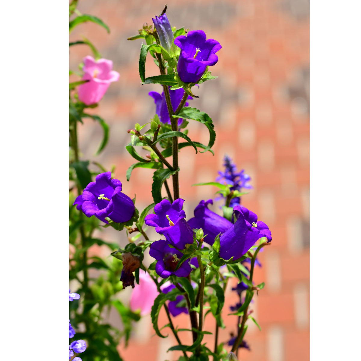 20s| Campanula pyramidalis - Bellflowers Seeds – Heirloom, Non-GMO, Easy to Grow Perennial, Perfect for Borders, Rock Gardens, Cottage Gardens, and Pollinator-Friendly Landscapes#8062