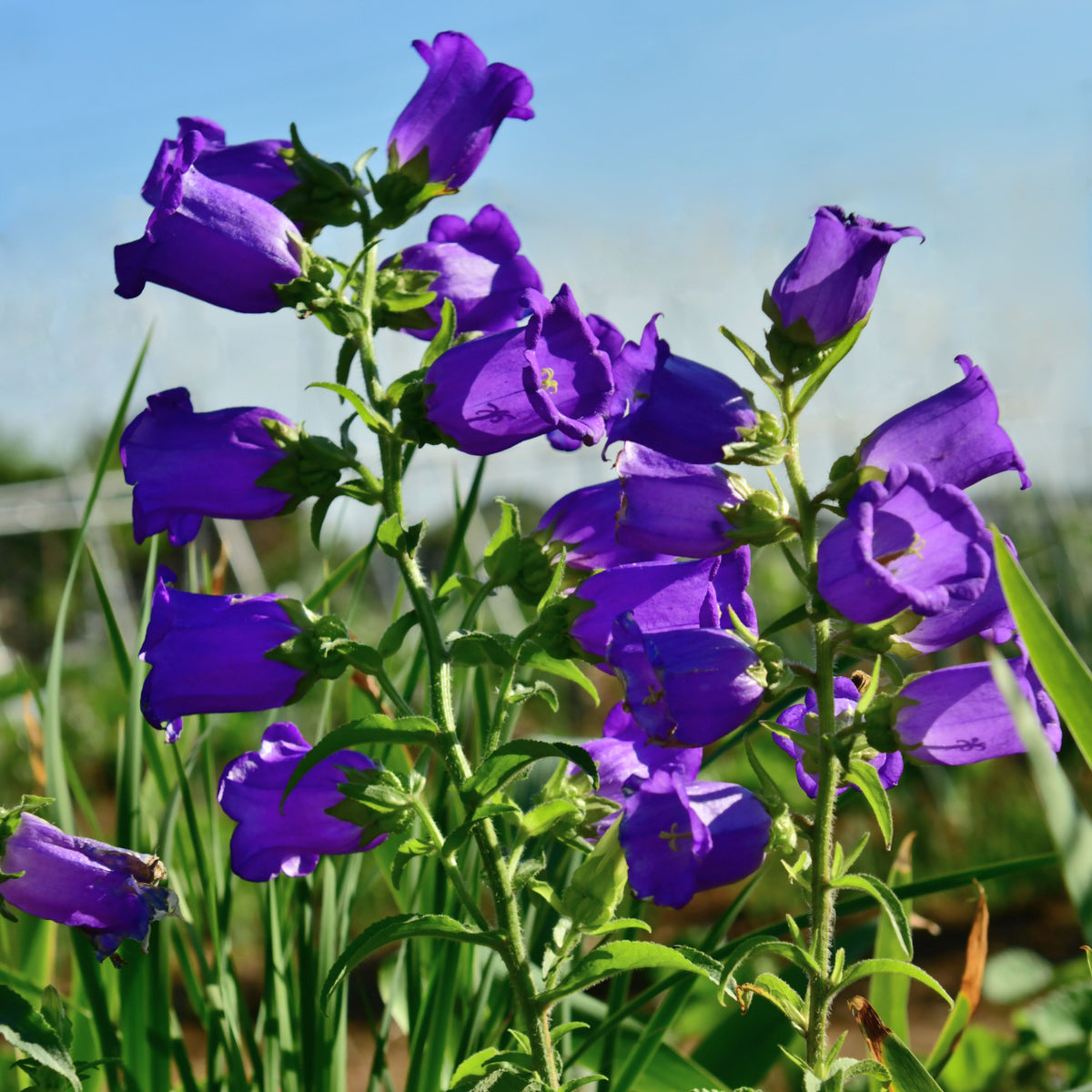 20s| Campanula pyramidalis - Bellflowers Seeds – Heirloom, Non-GMO, Easy to Grow Perennial, Perfect for Borders, Rock Gardens, Cottage Gardens, and Pollinator-Friendly Landscapes#8062