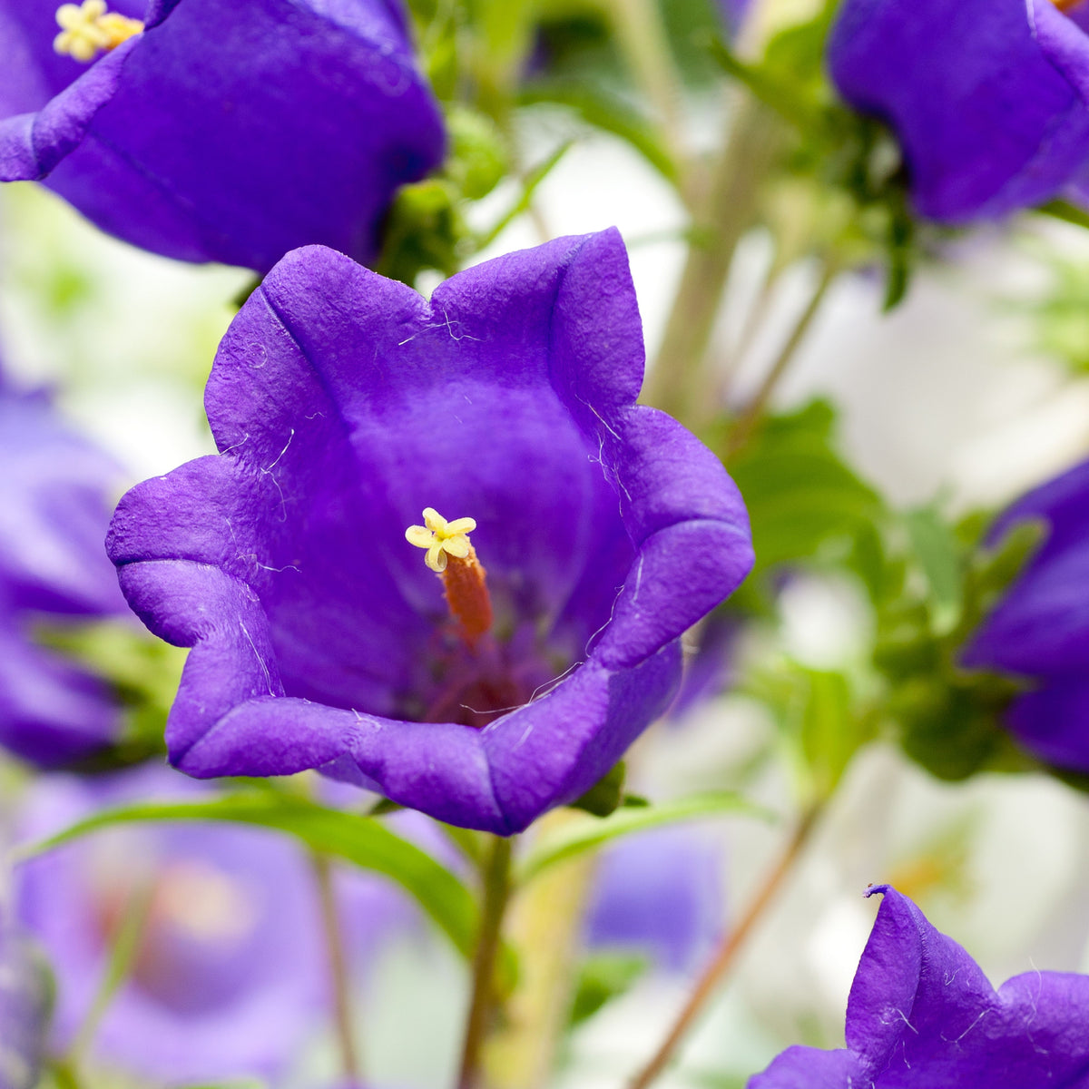 20s| Campanula pyramidalis - Bellflowers Seeds – Heirloom, Non-GMO, Easy to Grow Perennial, Perfect for Borders, Rock Gardens, Cottage Gardens, and Pollinator-Friendly Landscapes#8062