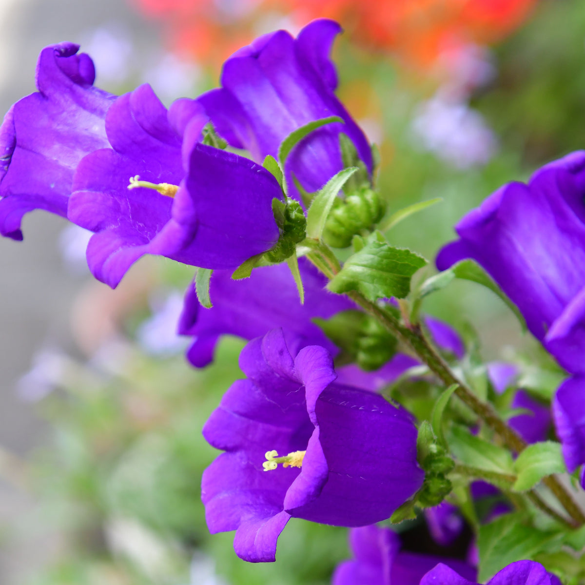 20s| Campanula pyramidalis - Bellflowers Seeds – Heirloom, Non-GMO, Easy to Grow Perennial, Perfect for Borders, Rock Gardens, Cottage Gardens, and Pollinator-Friendly Landscapes#8062