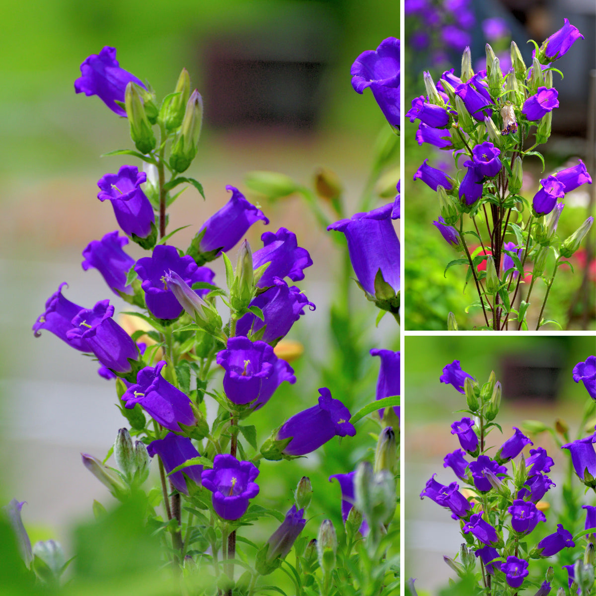 20s| Campanula pyramidalis - Bellflowers Seeds – Heirloom, Non-GMO, Easy to Grow Perennial, Perfect for Borders, Rock Gardens, Cottage Gardens, and Pollinator-Friendly Landscapes#8062