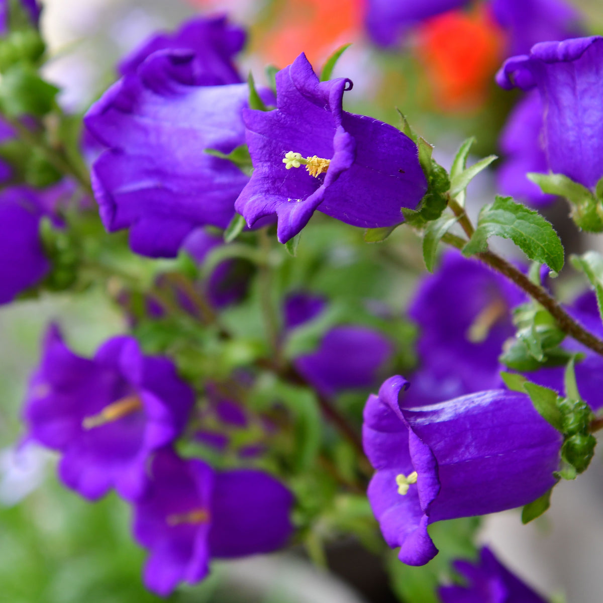 20s| Campanula pyramidalis - Bellflowers Seeds – Heirloom, Non-GMO, Easy to Grow Perennial, Perfect for Borders, Rock Gardens, Cottage Gardens, and Pollinator-Friendly Landscapes#8062