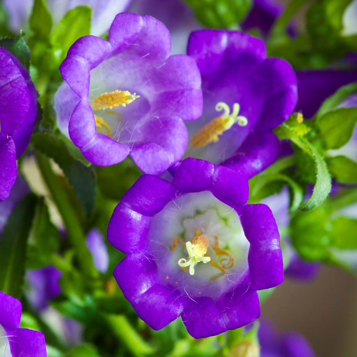 20s| Campanula pyramidalis - Bellflowers Seeds – Heirloom, Non-GMO, Easy to Grow Perennial, Perfect for Borders, Rock Gardens, Cottage Gardens, and Pollinator-Friendly Landscapes#8062