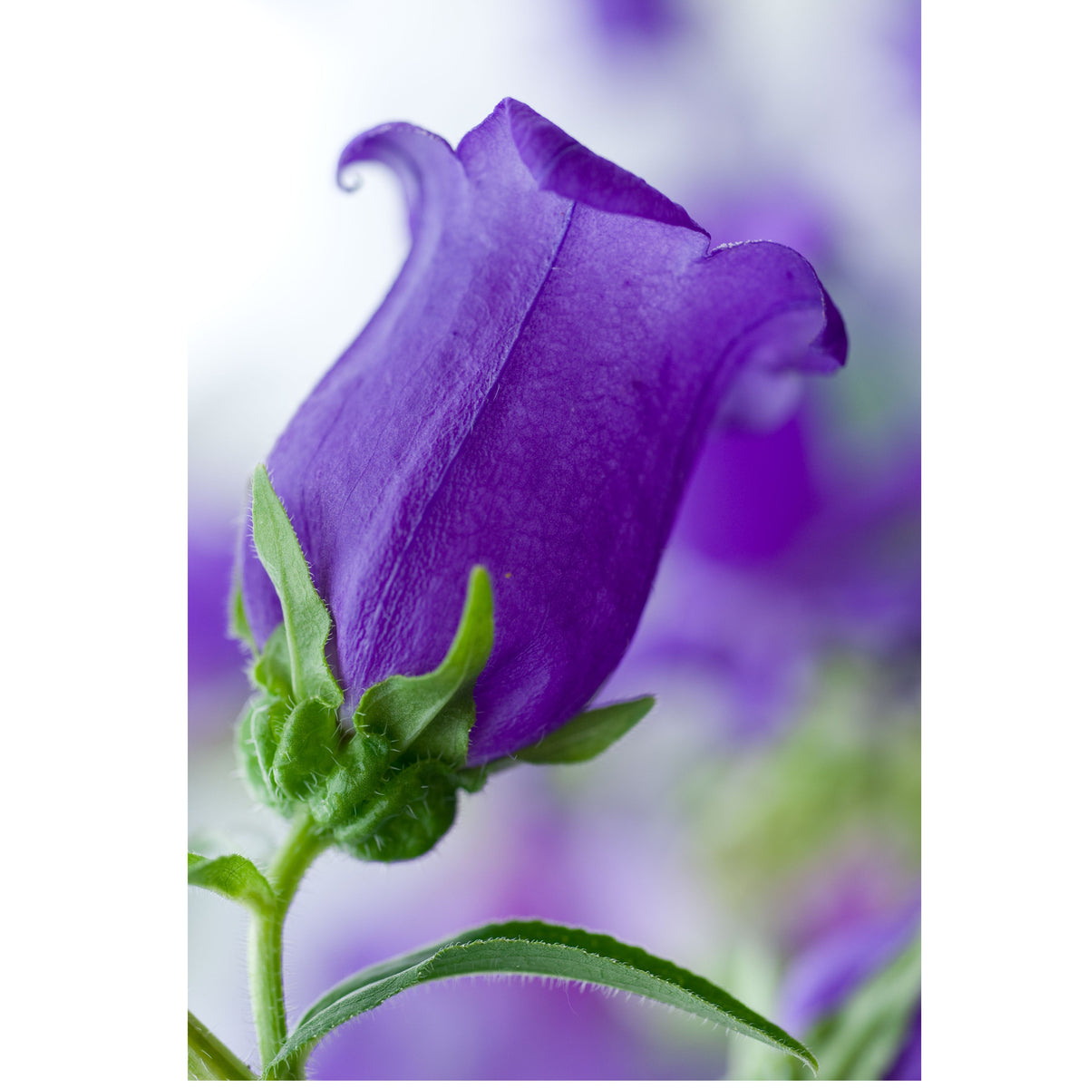 20s| Campanula pyramidalis - Bellflowers Seeds – Heirloom, Non-GMO, Easy to Grow Perennial, Perfect for Borders, Rock Gardens, Cottage Gardens, and Pollinator-Friendly Landscapes#8062