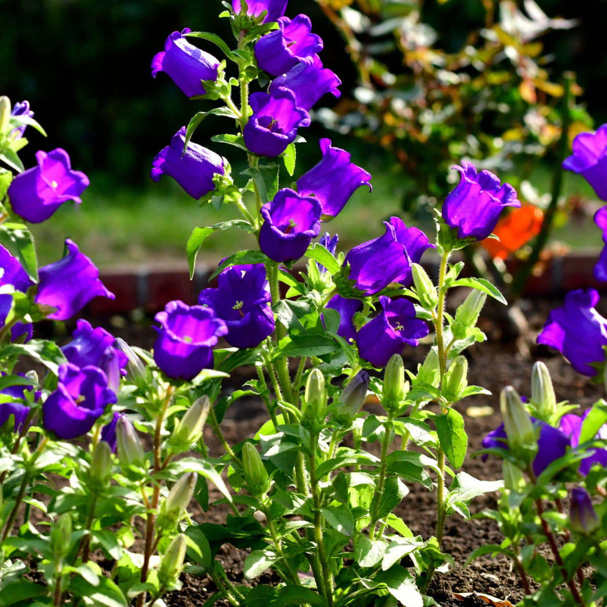 20s| Campanula pyramidalis - Bellflowers Seeds – Heirloom, Non-GMO, Easy to Grow Perennial, Perfect for Borders, Rock Gardens, Cottage Gardens, and Pollinator-Friendly Landscapes#8062