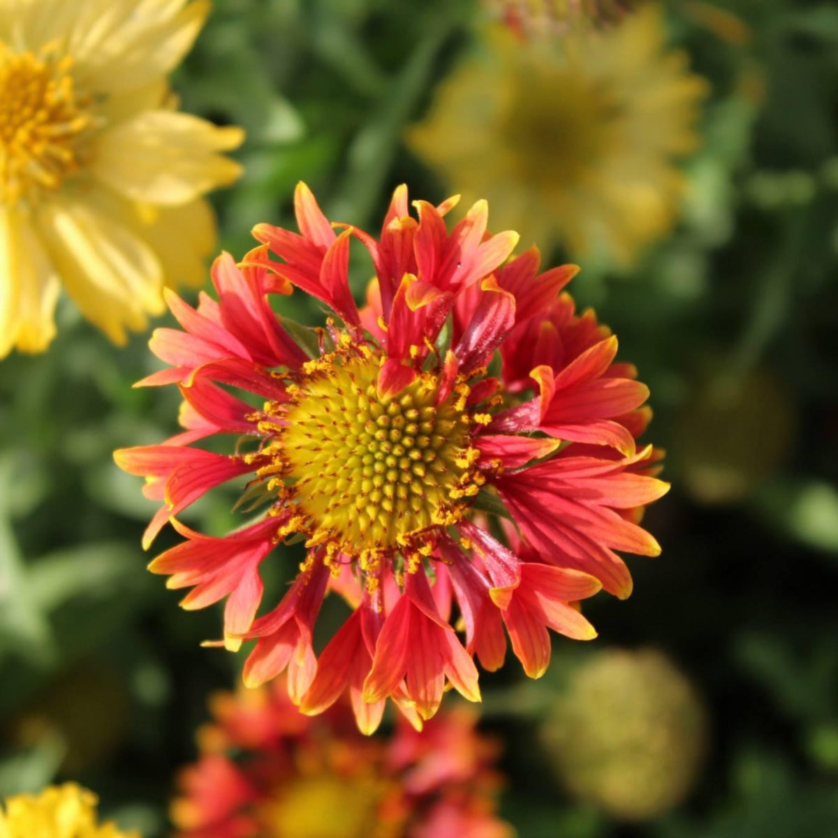 Double Mix Indian Blanket Seeds - Blanket Flower, 20 seeds