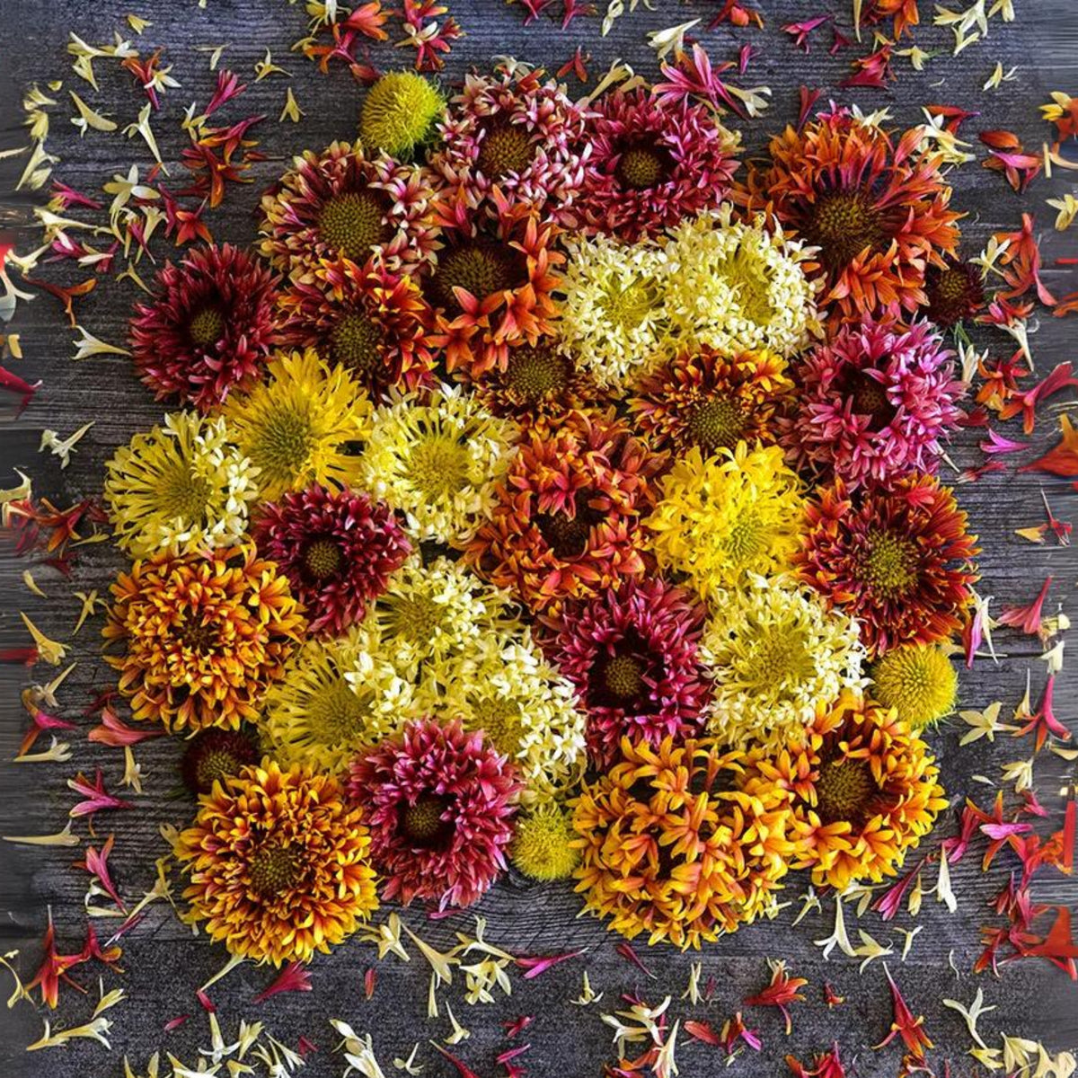 Double Mix Indian Blanket Seeds - Blanket Flower, 20 seeds