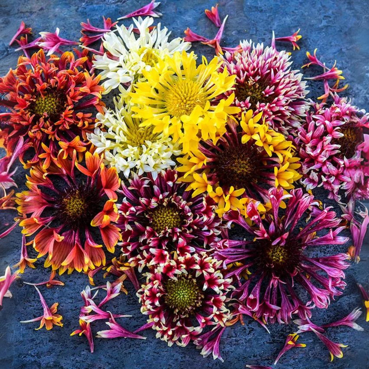 Indian Blanket Seeds - Double Mix, Blanket Flower, 20 seeds