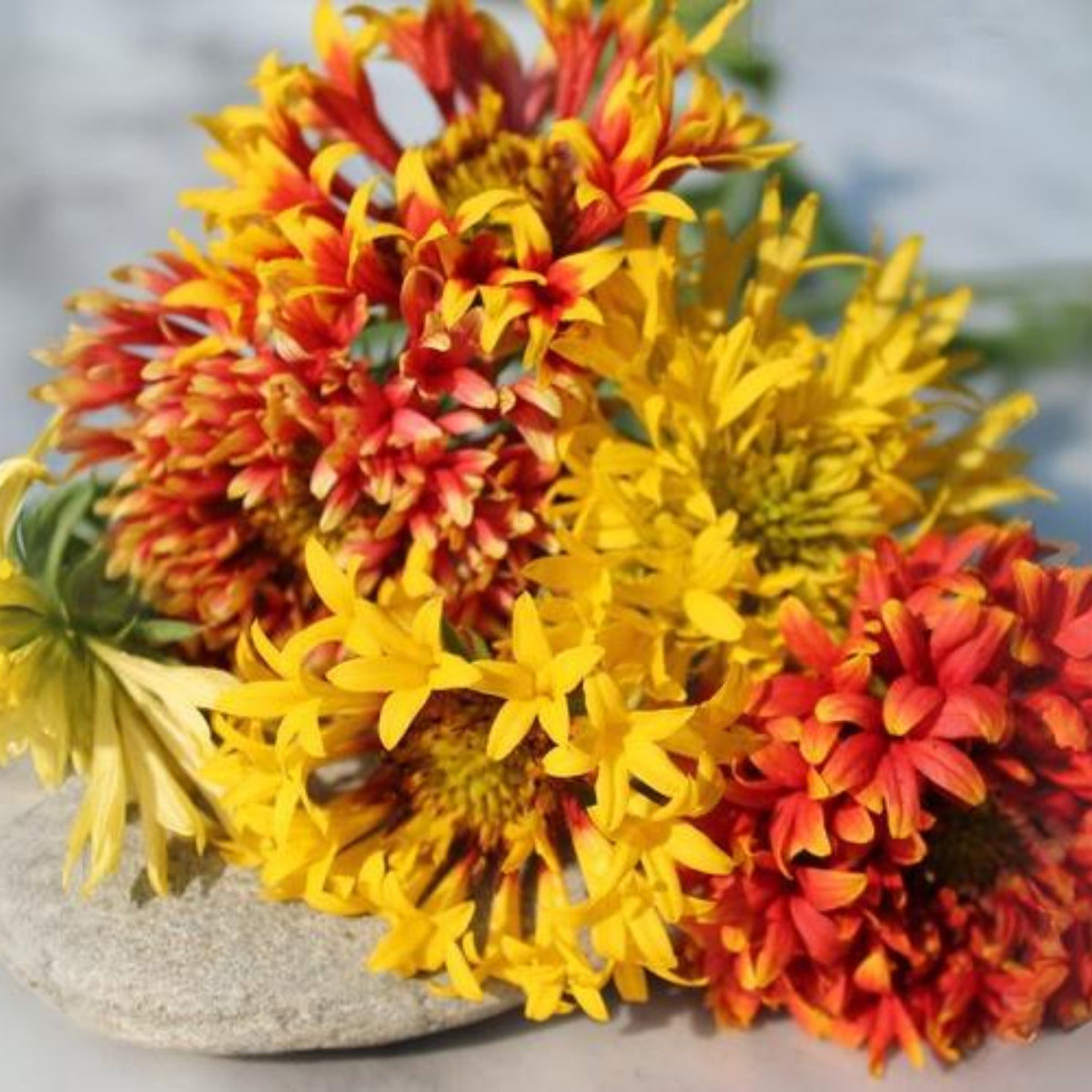 Double Mix Indian Blanket Seeds - Blanket Flower, 20 seeds
