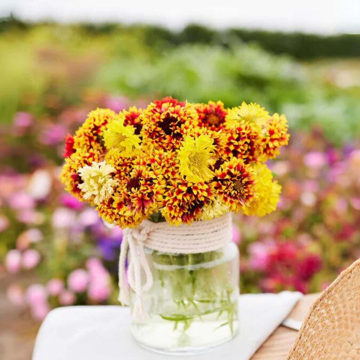 Double Mix Indian Blanket Seeds - Blanket Flower, 20 seeds