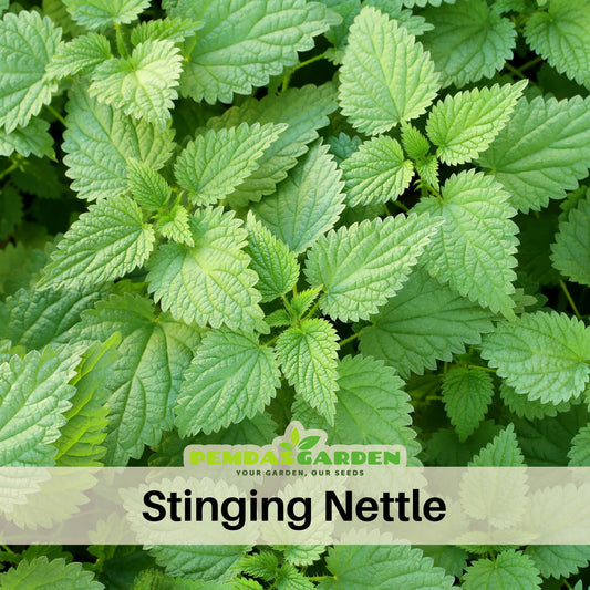 Stinging Nettle Seeds, 60 seeds