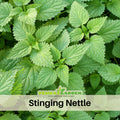 60 Seeds| Stinging Nettle Seeds - Urtica dioica Perennial Herb for Herbal Tea Natural Wellness and Pollinator Friendly Gardens #7001