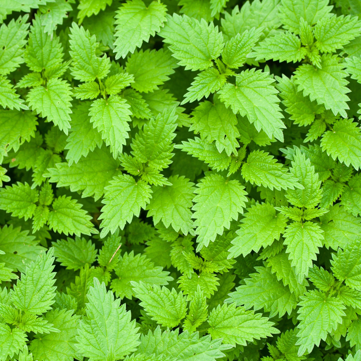 Stinging Nettle Seeds, 60 seeds