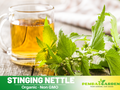 60 Seeds| Stinging Nettle Seeds - Urtica dioica Perennial Herb for Herbal Tea Natural Wellness and Pollinator Friendly Gardens #7001