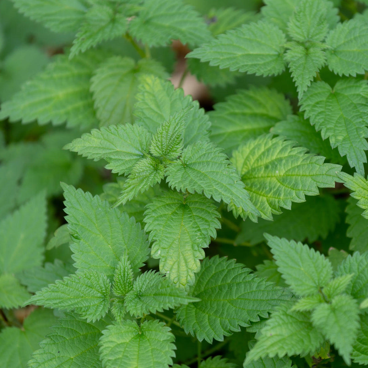 Stinging Nettle Seeds, 60 seeds