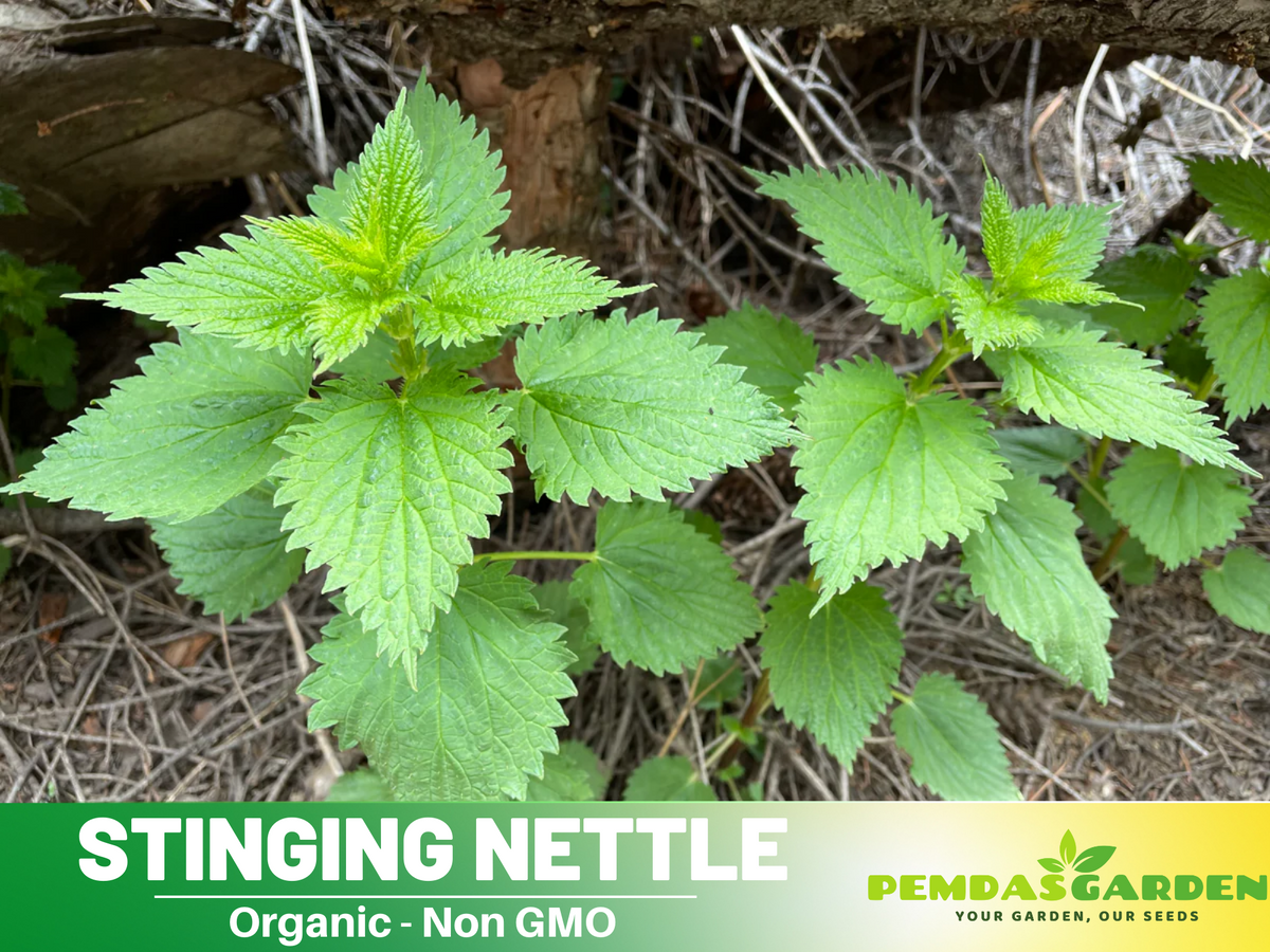 60 Seeds| Stinging  Nettle Herbs Seeds #7001