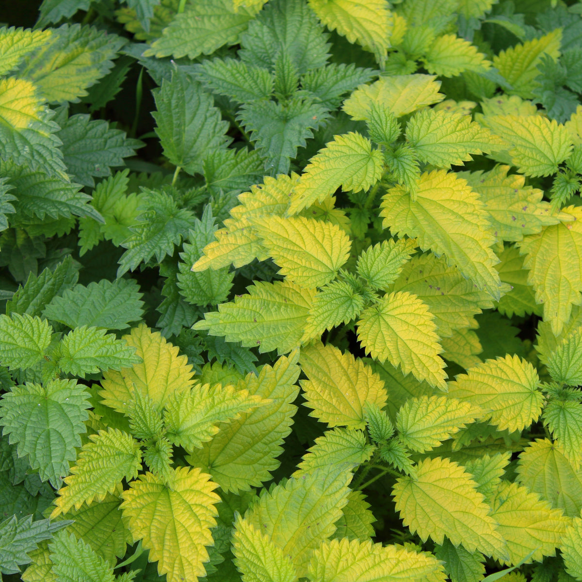 Stinging Nettle Seeds, 60 seeds
