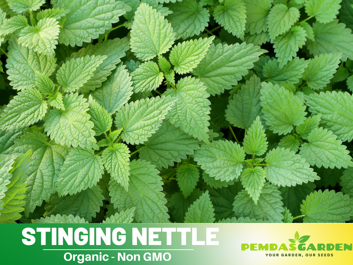 60 Seeds| Stinging  Nettle Herbs Seeds #7001