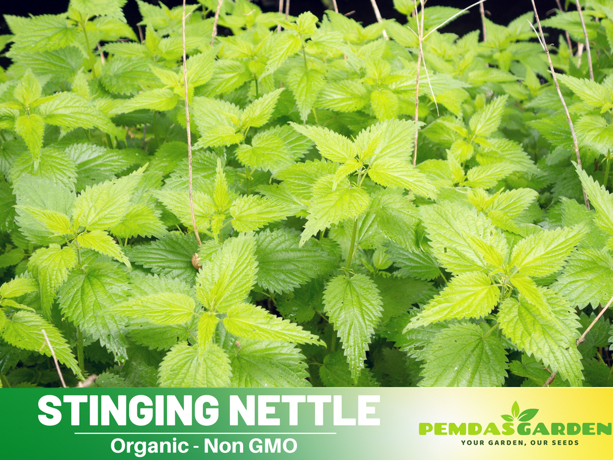 60 Seeds| Stinging  Nettle Herbs Seeds #7001