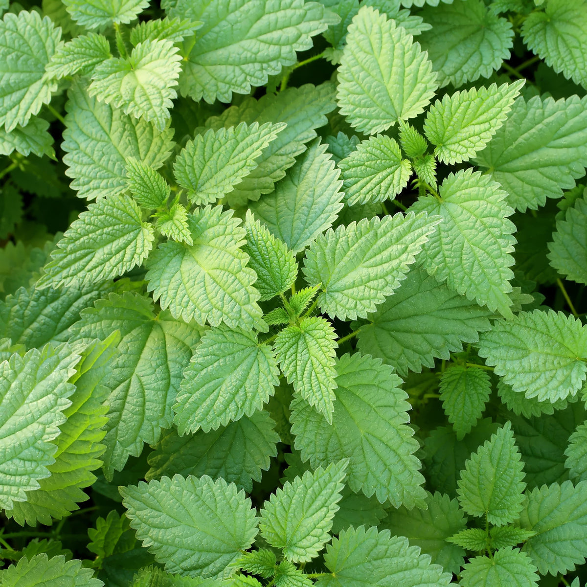 Stinging Nettle Seeds, 60 seeds