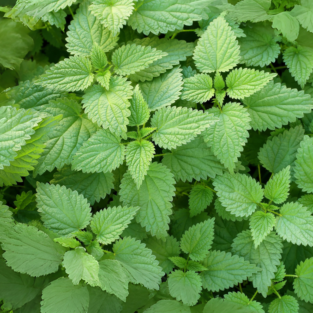 Stinging Nettle Seeds, 60 seeds