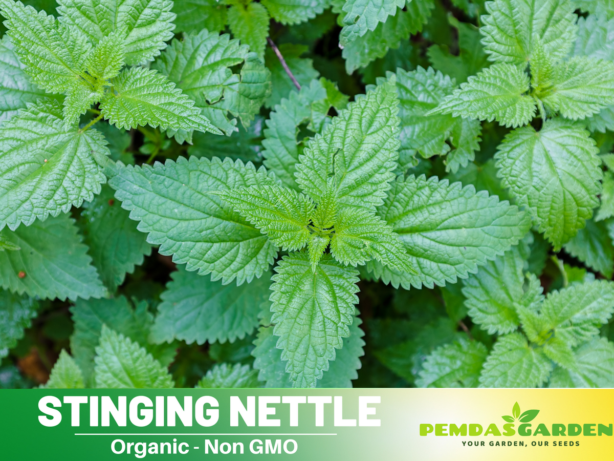 60 Seeds| Stinging  Nettle Herbs Seeds #7001