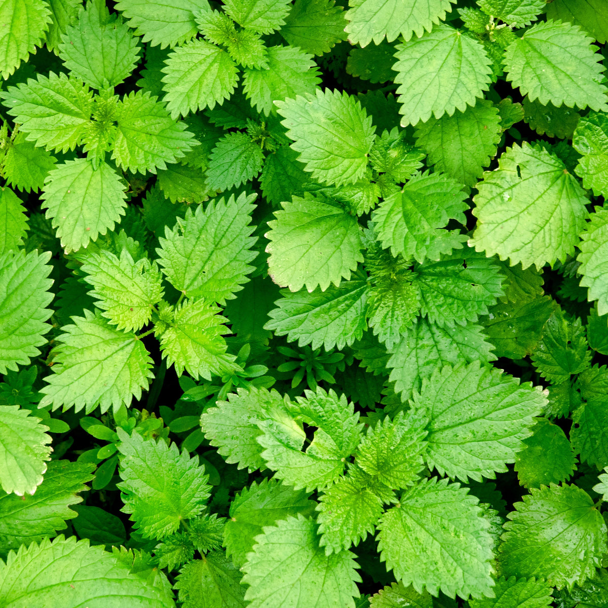 Stinging Nettle Seeds, 60 seeds