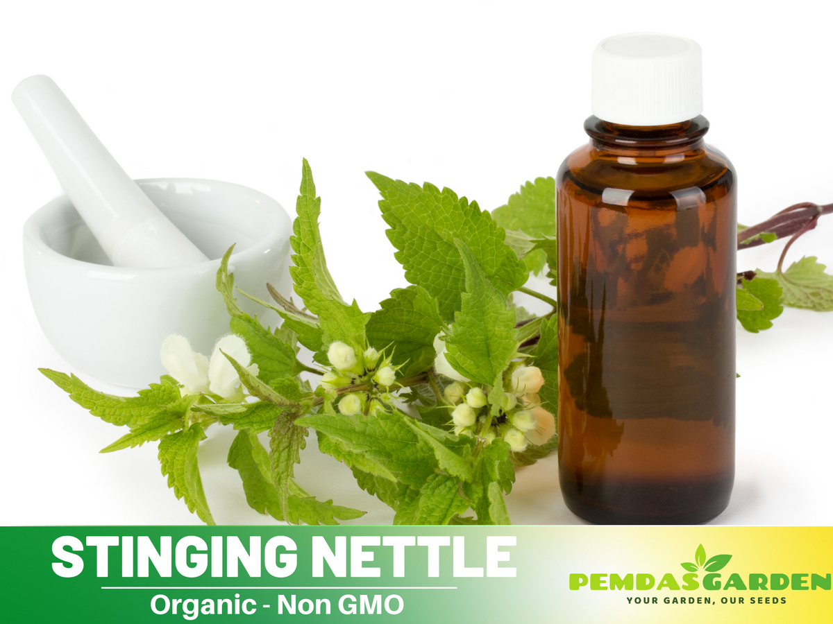 60 Seeds| Stinging  Nettle Herbs Seeds #7001