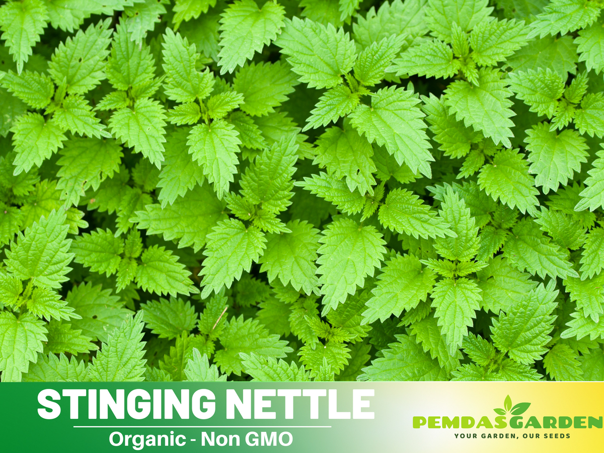 60 Seeds| Stinging  Nettle Herbs Seeds #7001