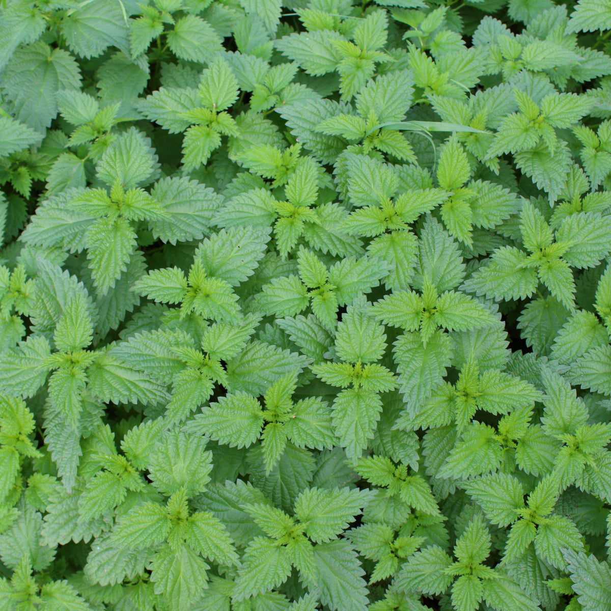 Stinging Nettle Seeds, 60 seeds