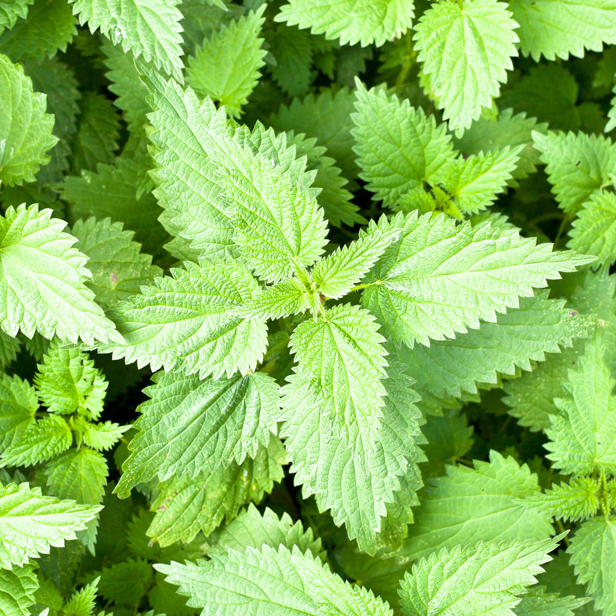 Stinging Nettle Seeds, 60 seeds
