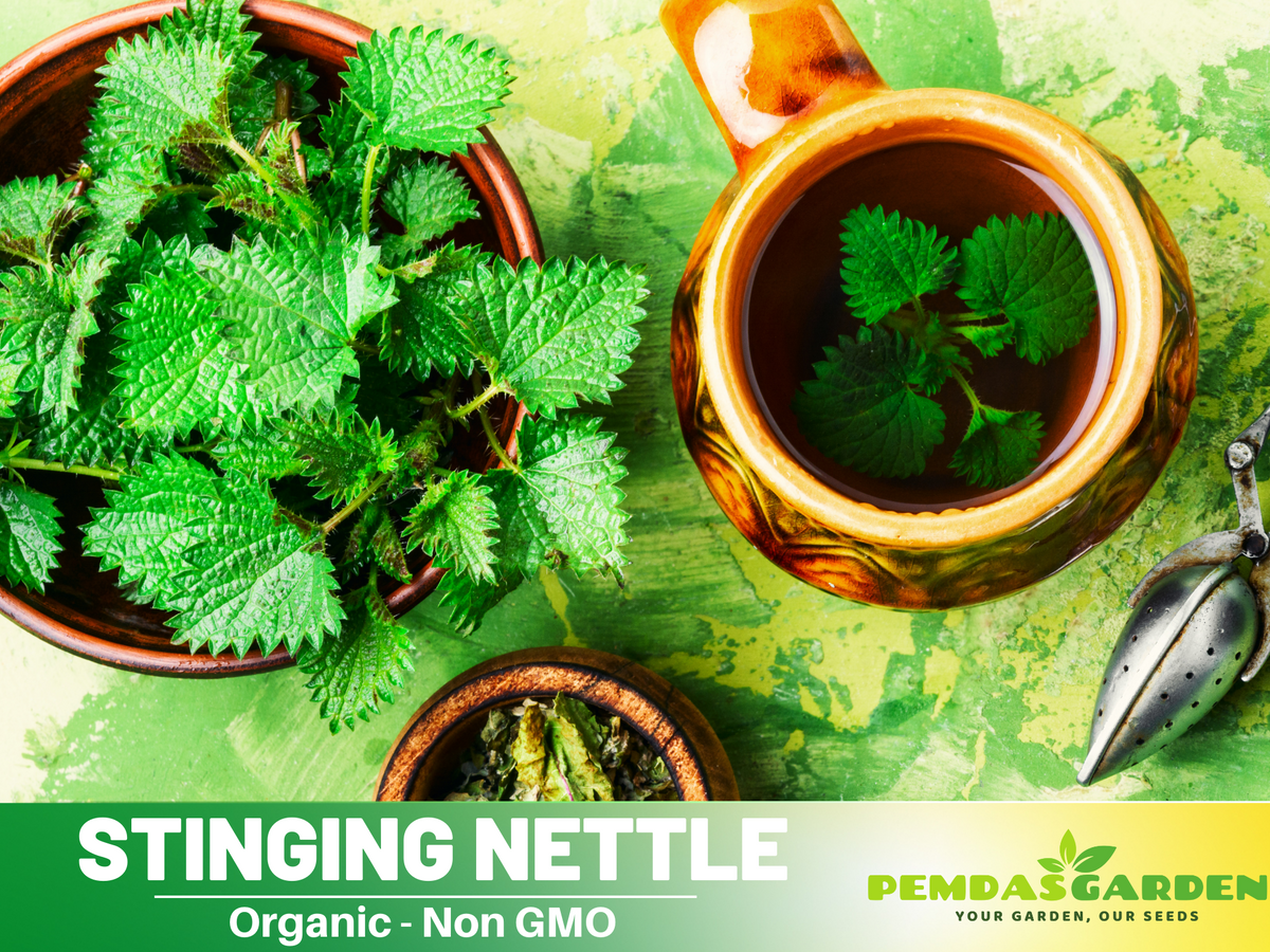 60 Seeds| Stinging  Nettle Herbs Seeds #7001