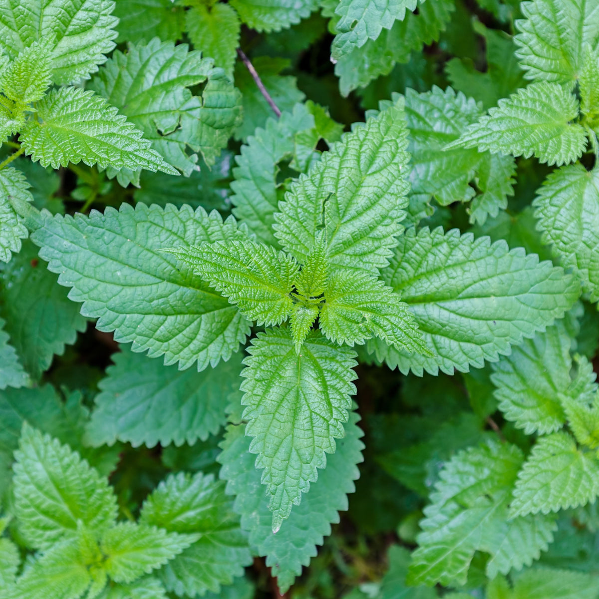 Stinging Nettle Seeds, 60 seeds