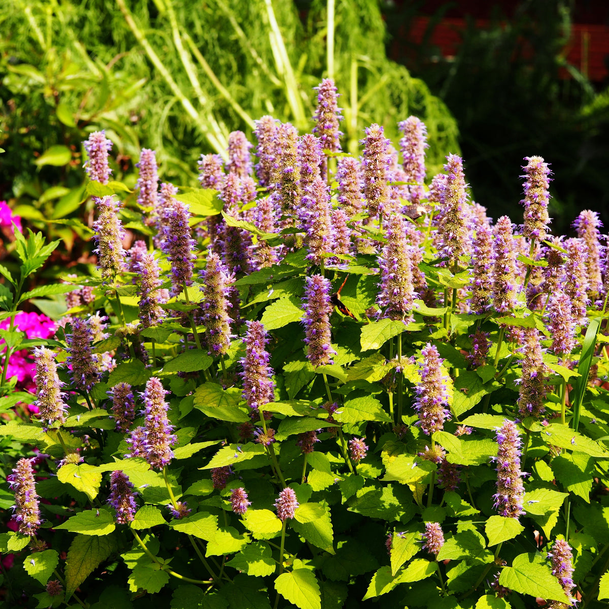 Blue Hyssop Seeds, 150 seeds