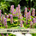 150 Seeds|  Blue Hyssop Seeds - Hyssopus officinalis Hardy Perennial Herb with Fragrant Blue Flowers for Herbal Tea and Pollinator Friendly Gardens#7002