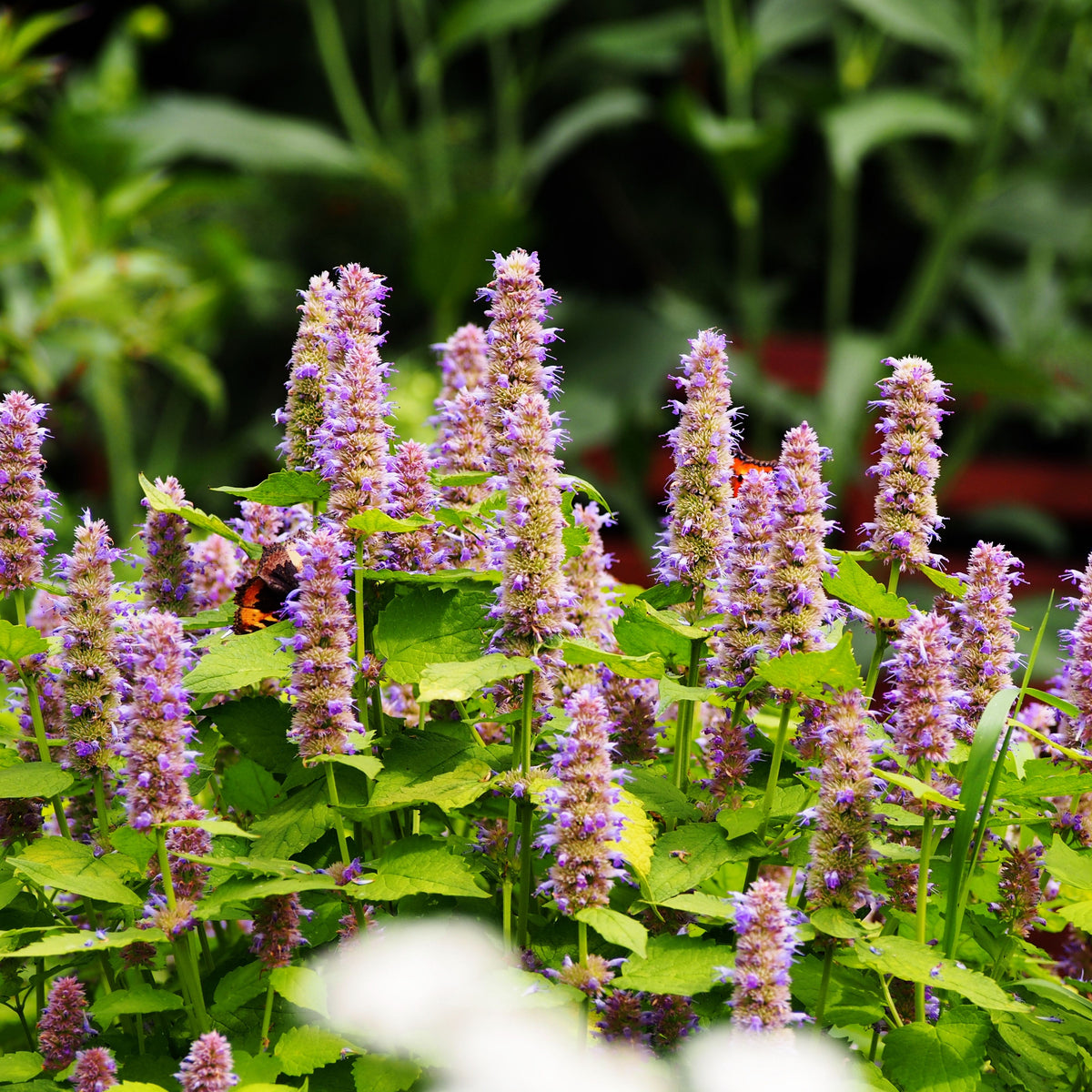 Blue Hyssop Seeds, 150 seeds