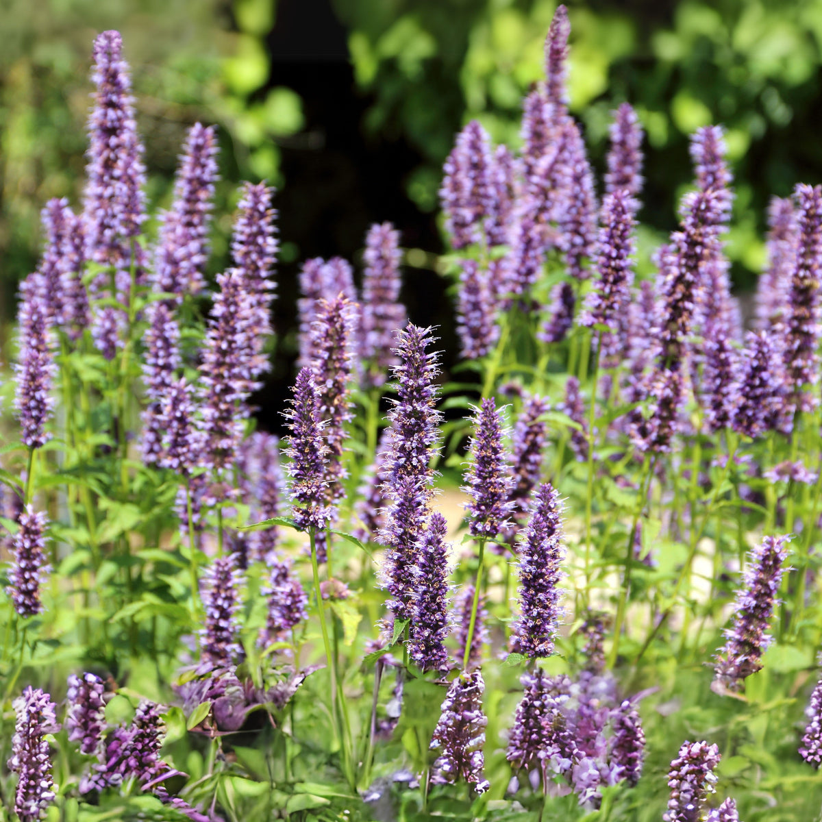 Blue Hyssop Seeds, 150 seeds