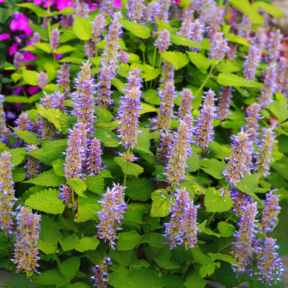 Blue Hyssop Seeds, 150 seeds