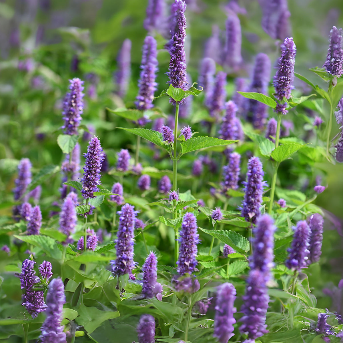 Blue Hyssop Seeds, 150 seeds