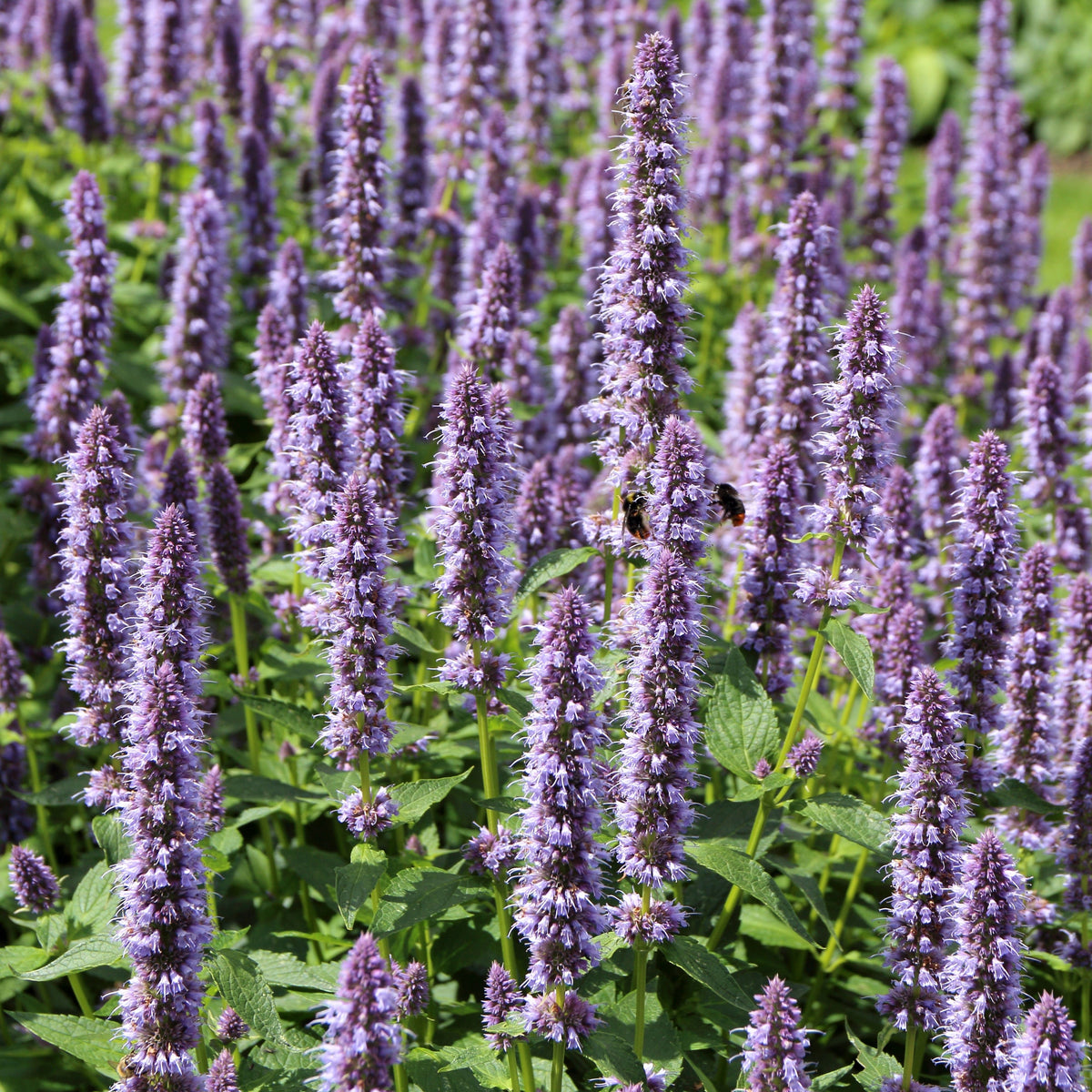 Blue Hyssop Seeds, 150 seeds