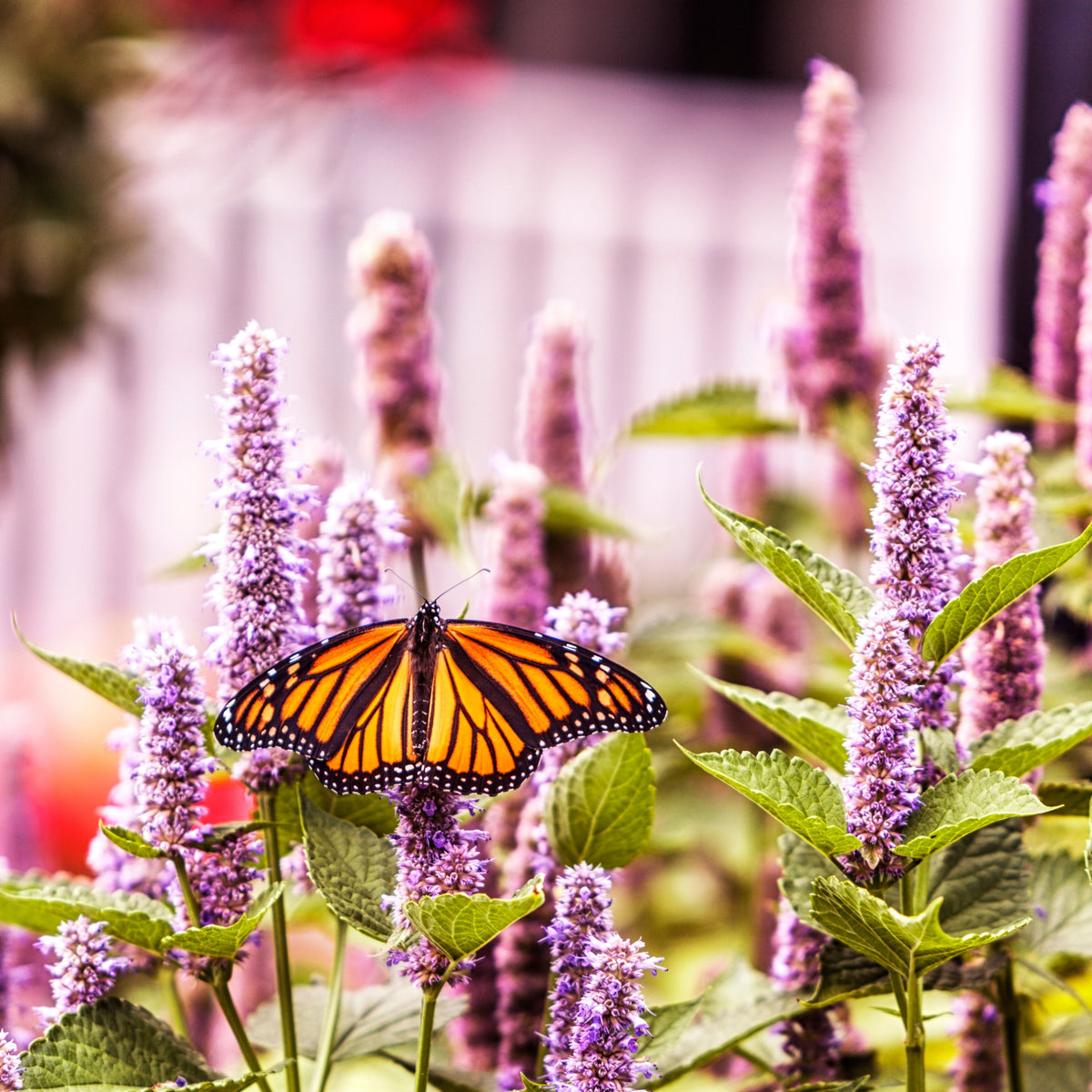 Blue Hyssop Seeds, 150 seeds