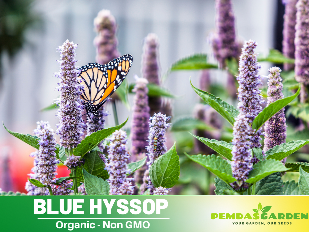150 Seeds| Blue  Hyssop Herbs Seeds #7002