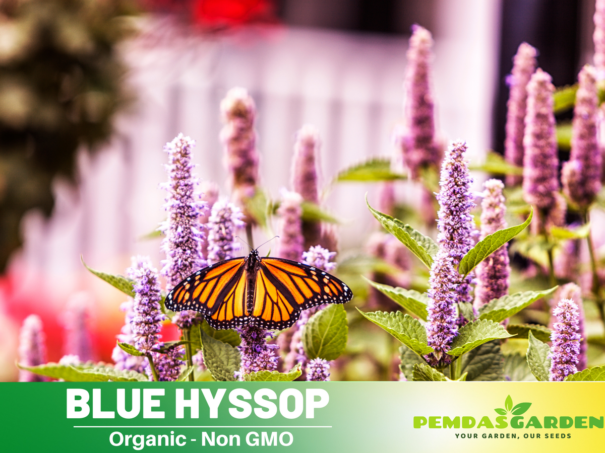 150 Seeds| Blue  Hyssop Herbs Seeds #7002