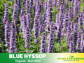 150 Seeds|  Blue Hyssop Seeds - Hyssopus officinalis Hardy Perennial Herb with Fragrant Blue Flowers for Herbal Tea and Pollinator Friendly Gardens#7002