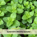 80 Seeds| Spearmint Seeds Mentha spicata Perennial Herb for Fresh Leaves Herbal Tea Culinary Use and Container Gardening#7003